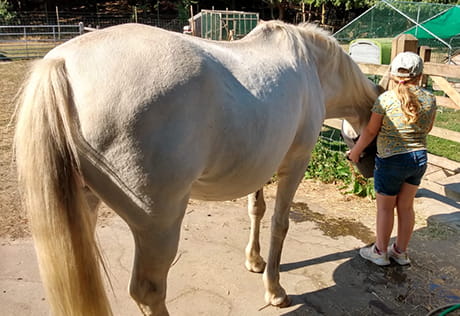 Young people experiencing animal assisted learning with Change of Scene