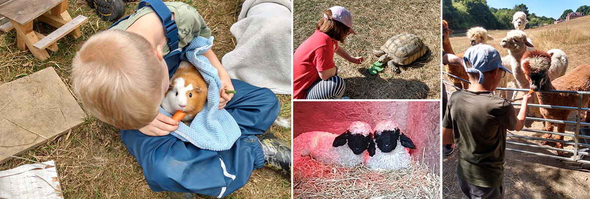 Young people experiencing animal assisted learning with Change of Scene